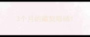3个月的藏獒眼睛