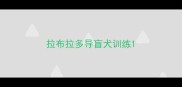 拉布拉多导盲犬训练
