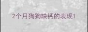 2个月狗狗缺钙的表现