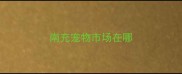 南充宠物市场在哪
