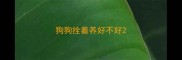 狗狗拴着养好不好