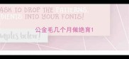 公金毛几个月做绝育
