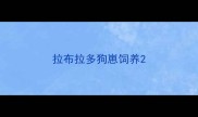 拉布拉多狗崽饲养