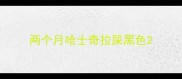 两个月哈士奇拉屎黑色