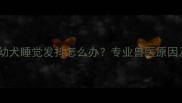 边境牧羊犬幼犬睡觉发抖怎么办专业兽医原因及应对措施