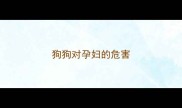 狗狗对孕妇的危害
