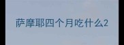 萨摩耶四个月吃什么