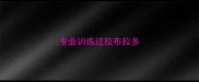 专业训练过拉布拉多