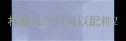 柯基几个月可以配种