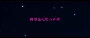 赛级金毛怎么训练