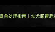 柯基疫苗后腹泻紧急处理指南幼犬肠胃脆弱期家长必看