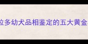 拉布拉多幼犬品相鉴定的五大黄金标准