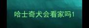 哈士奇犬会看家吗