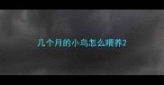 几个月的小鸟怎么喂养