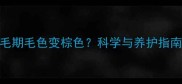 边牧换毛期毛色变棕色科学与养护指南全攻略