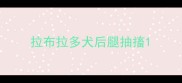 拉布拉多犬后腿抽搐