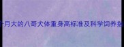三个月大的八哥犬体重身高标准及科学饲养指南