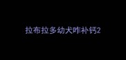 拉布拉多幼犬咋补钙