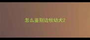 怎么鉴别边牧幼犬