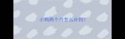 小狗两个月怎么补钙