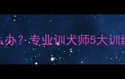 拉布拉多乱咬怎么办专业训犬师5大训练方法与预防措施