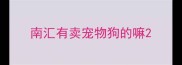 南汇有卖宠物狗的嘛