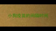 小狗疫苗的间隔时间