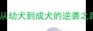 哈士奇养成指南从幼犬到成犬的逆袭之路附超全饲养攻略