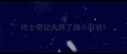 哈士奇幼犬得了细小冠状