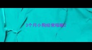 3个月小狗经常咳嗽