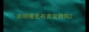 崇明哪里有卖宠物狗