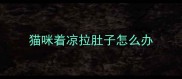 猫咪着凉拉肚子怎么办