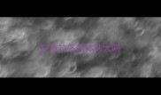 拉布拉多的体味大吗