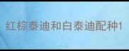 红棕泰迪和白泰迪配种