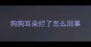狗狗耳朵烂了怎么回事