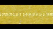 拉布拉多活泼好动怎么训5个科学方法让狗狗既快乐又听话