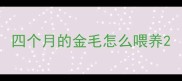 四个月的金毛怎么喂养