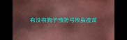 有没有狗子预防弓形虫疫苗