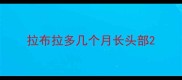 拉布拉多几个月长头部