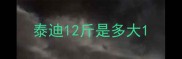 泰迪12斤是多大