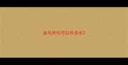 金毛的毛可以长多长