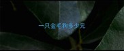 一只金毛狗多少元