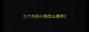三个月的小狗怎么喂养