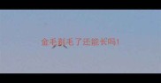 金毛剃毛了还能长吗