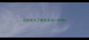 边牧长大了颜色会深一点吗