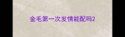 金毛第一次发情能配吗