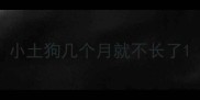 小土狗几个月就不长了