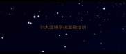 训犬宠物学校宠物培训