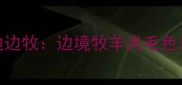 陨石边牧vs金边边牧边境牧羊犬毛色对比与选购指南
