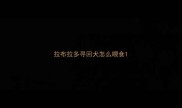 拉布拉多寻回犬怎么喂食